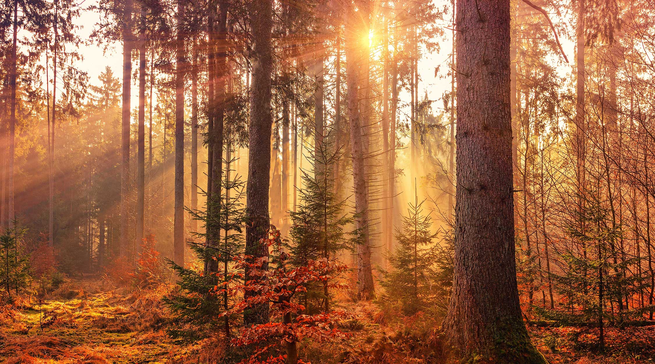 LaTrentina_wellness_wood