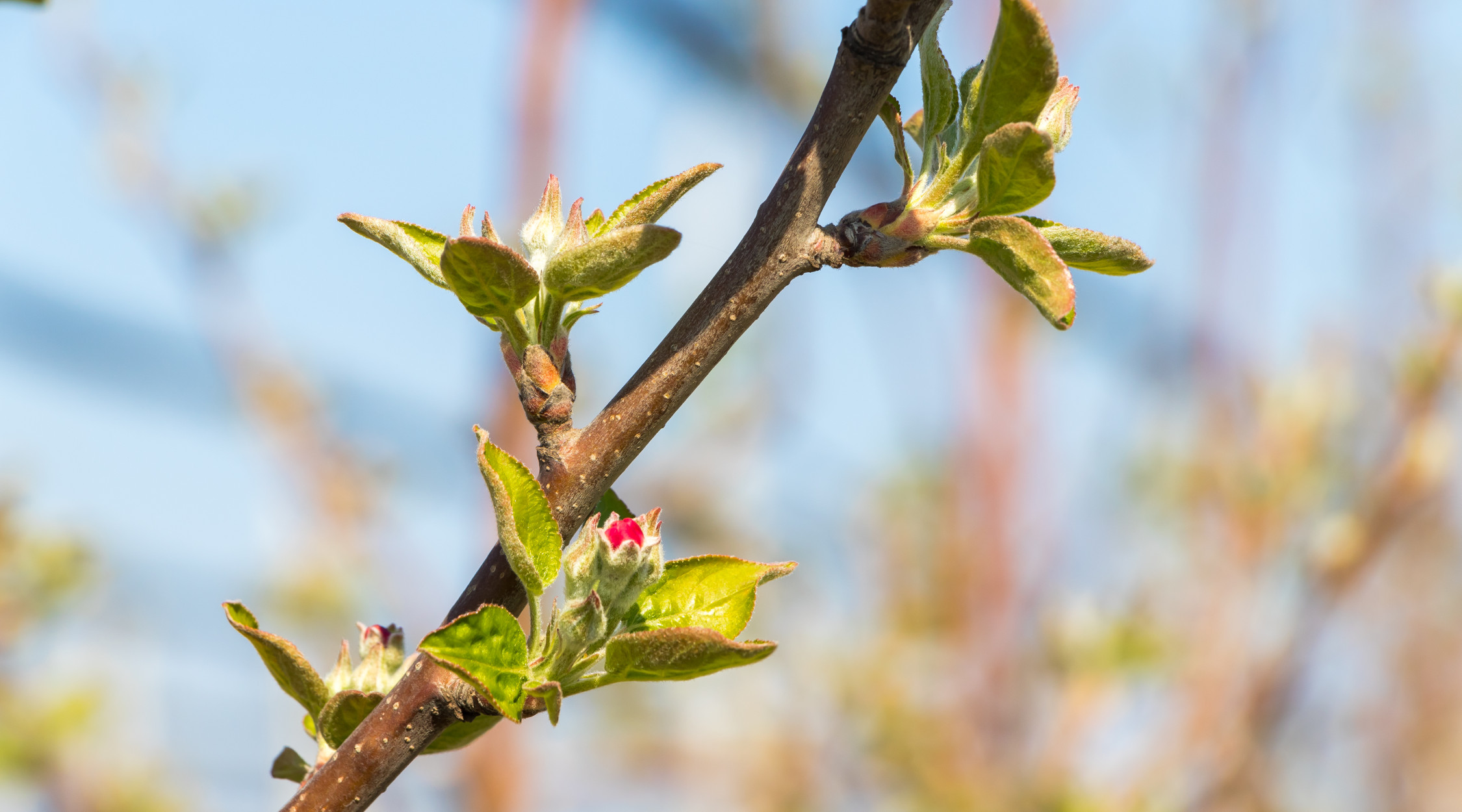 Gemme meli e primavera | La Trentina