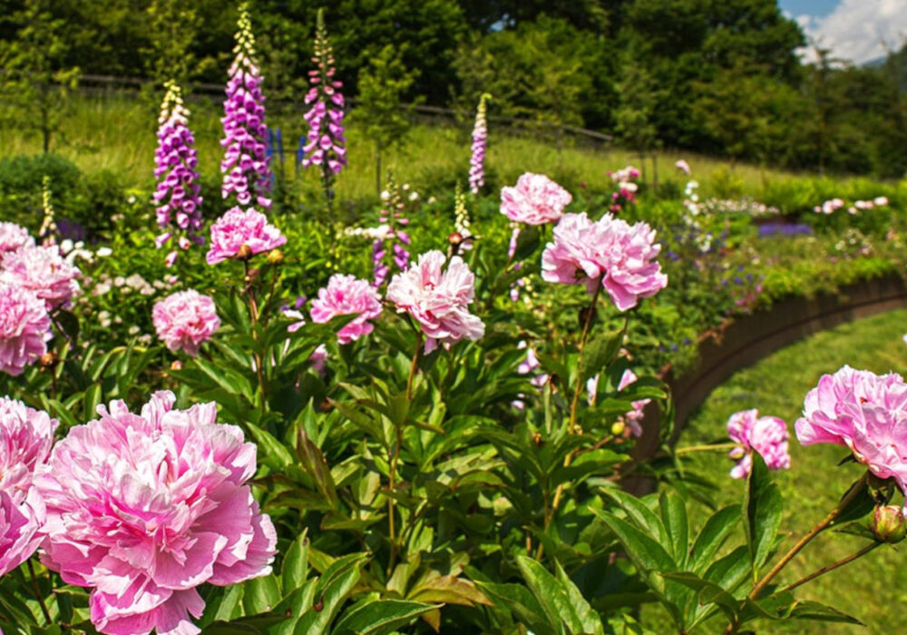 Alla scoperta dei meravigliosi giardini del Trentino