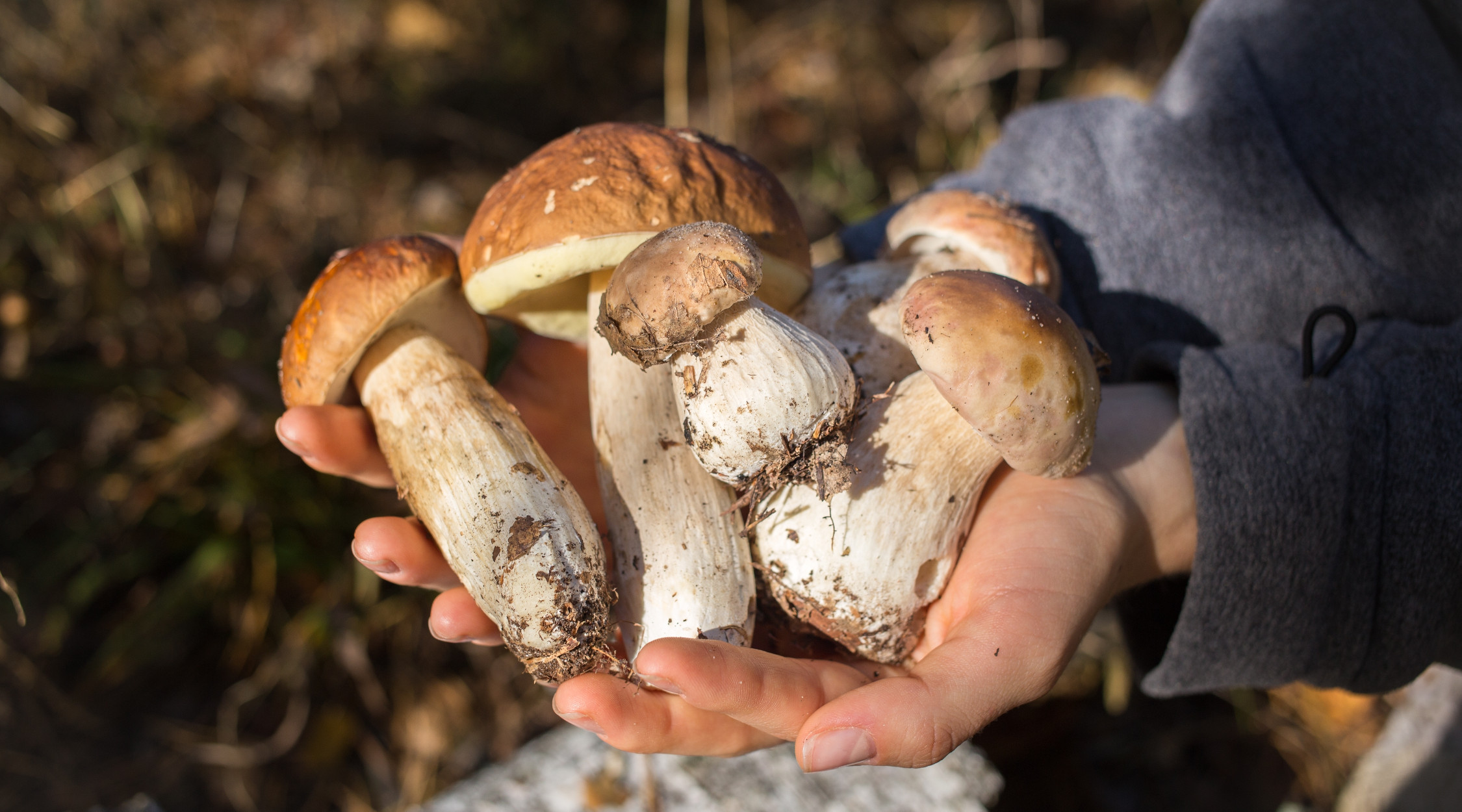 Camminare e cercare funghi una passione senza eta