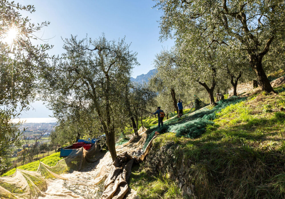Presìdi Slow Food in Trentino