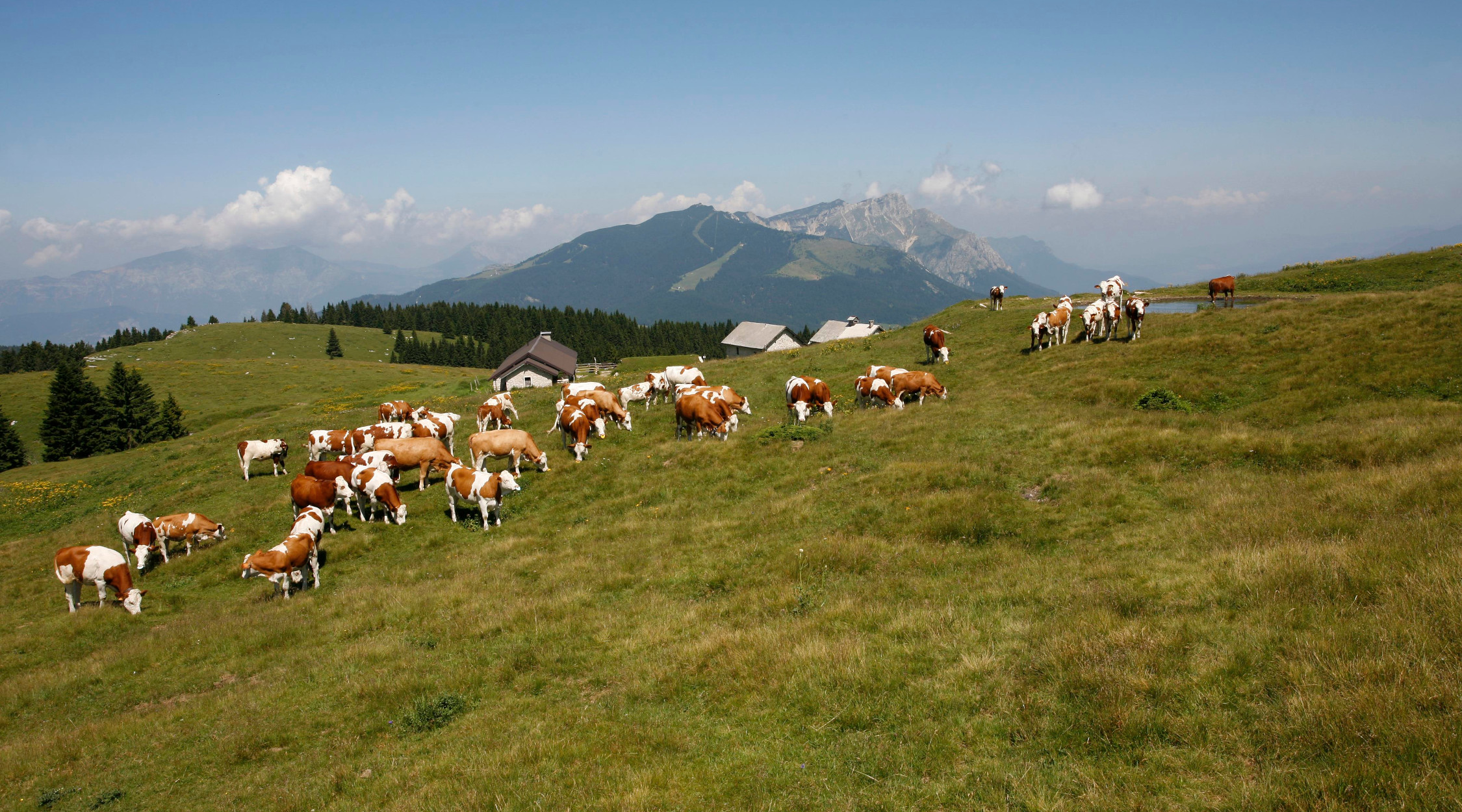 Pascoli e alpeggi del Trentino