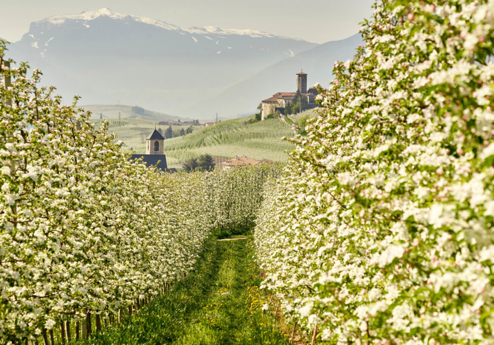 Il risveglio della natura e la fioritura dei meli in Trentino (protetti dagli innovativi sistemi antibrina)