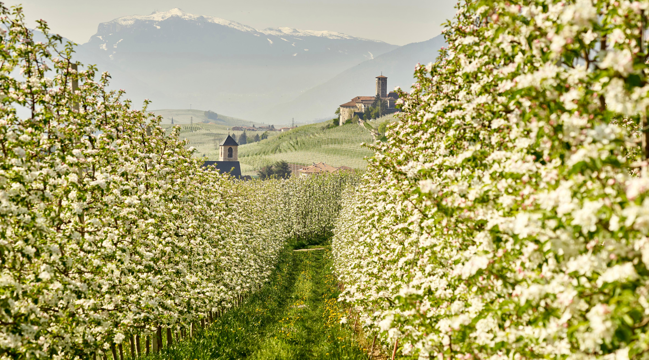 Fioritura dei meli in Trentino