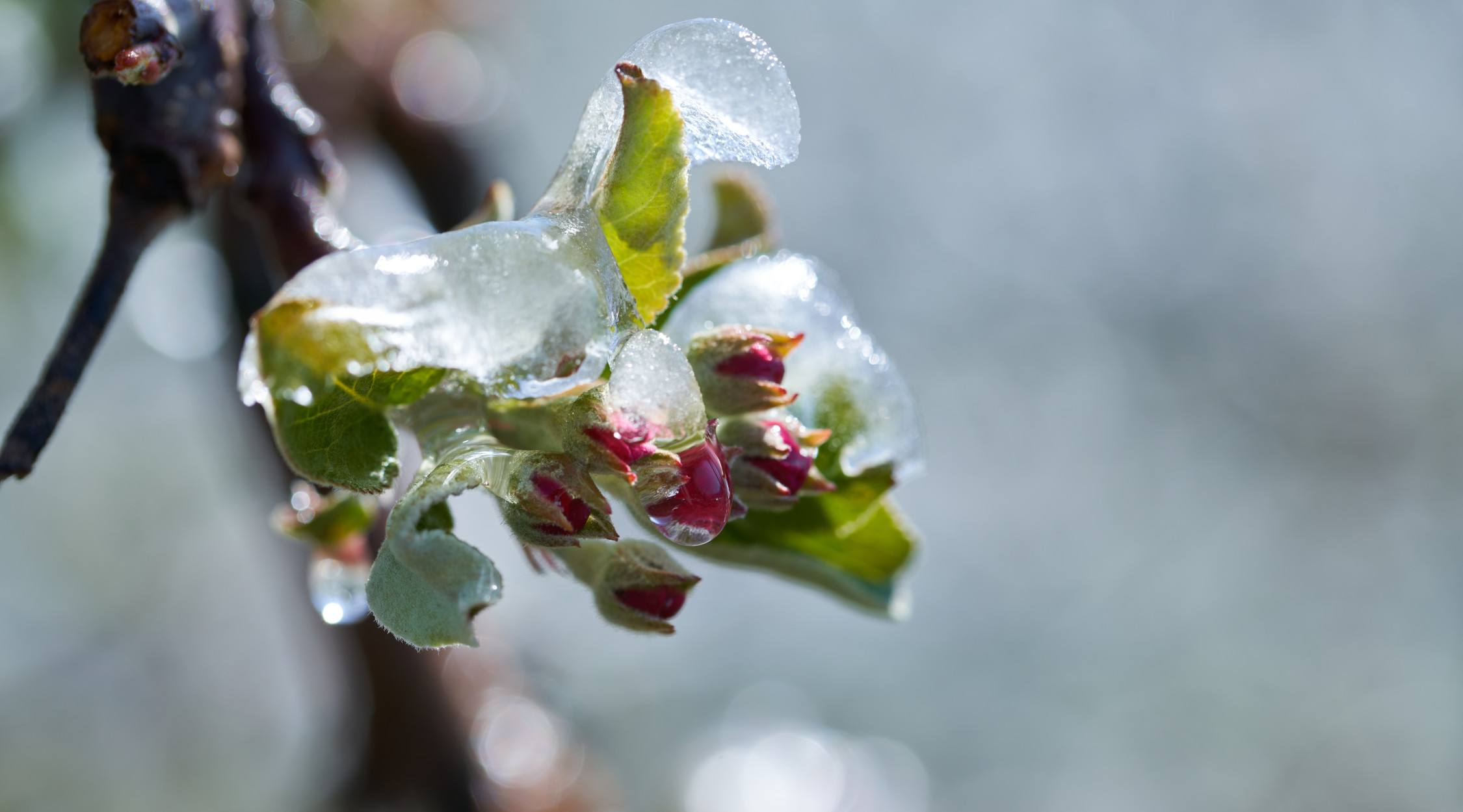 Sistemi antibrina - fioritura meli in Trentino