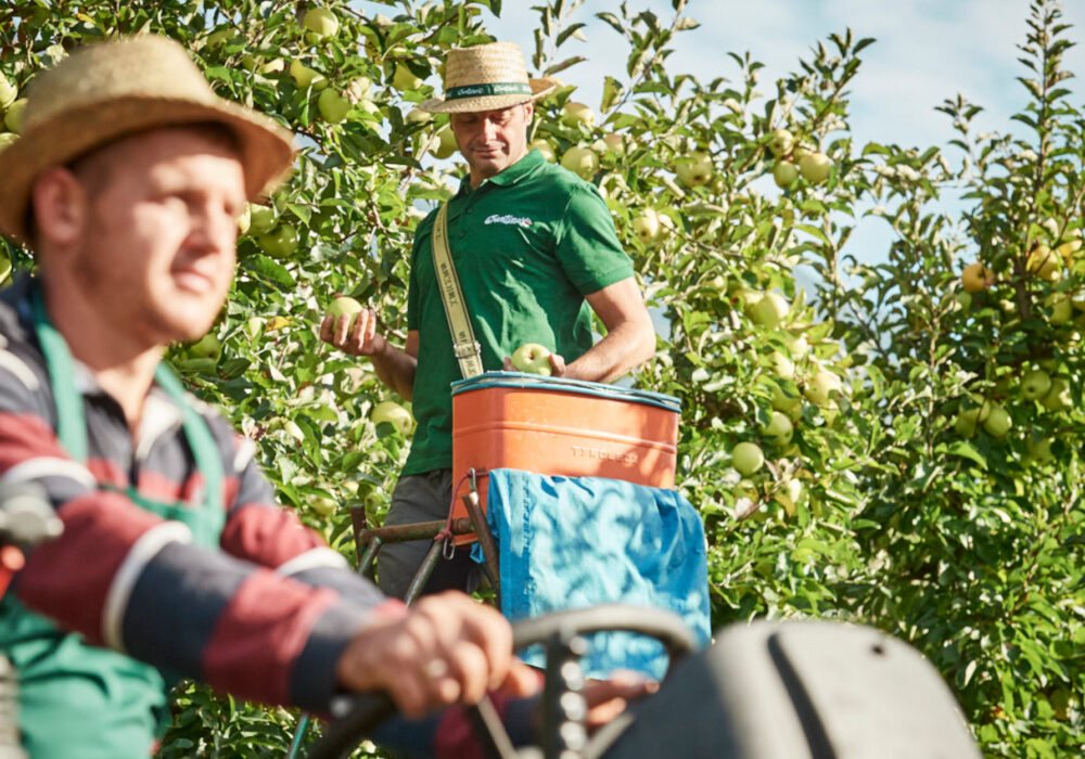 Settembre nei frutteti La Trentina: il mese che profuma di raccolta