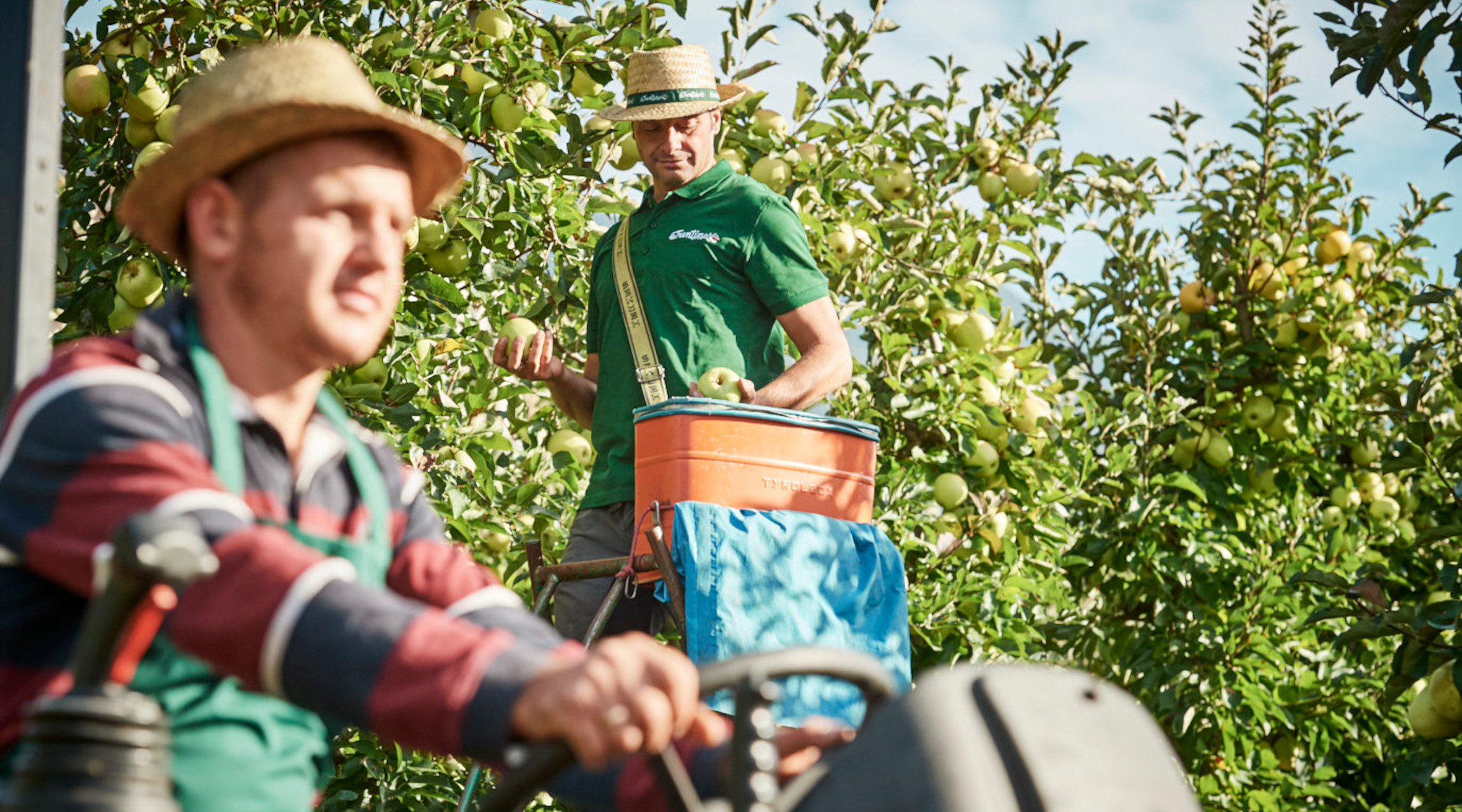 raccolta frutteti trentini