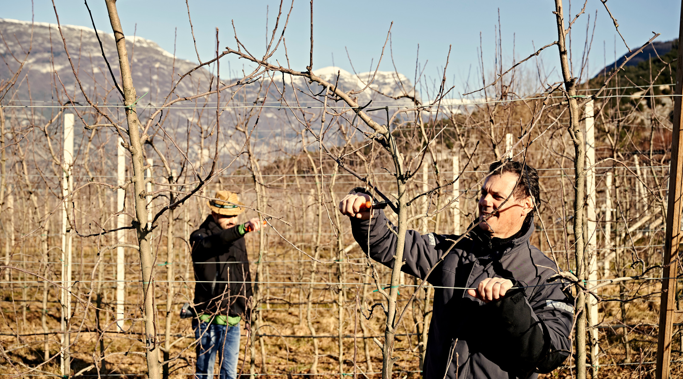 Agricoltura Trentino