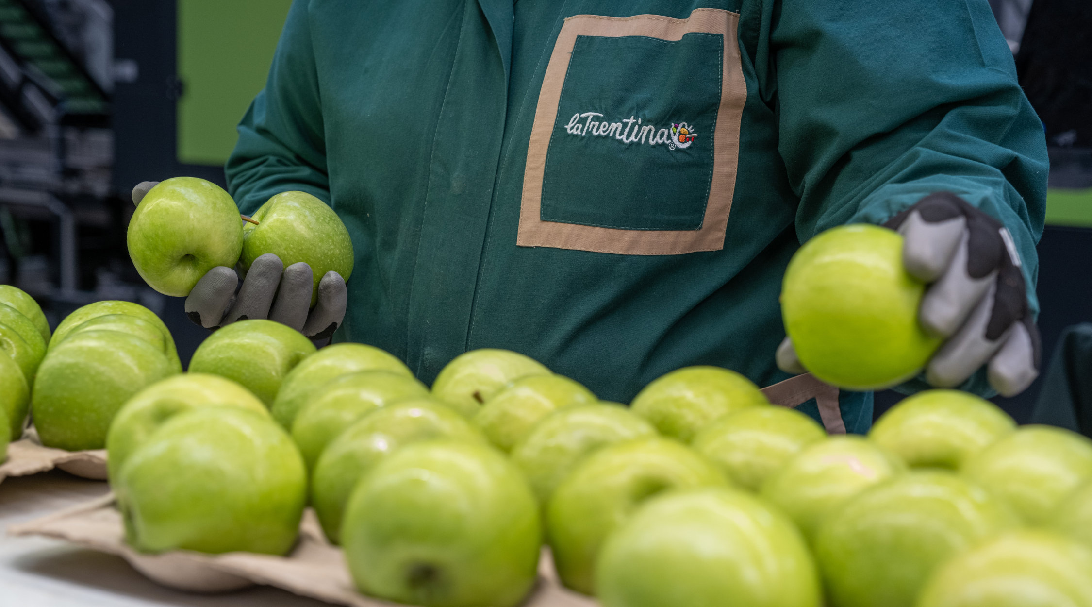 mele IGP del Trentino - La Trentina