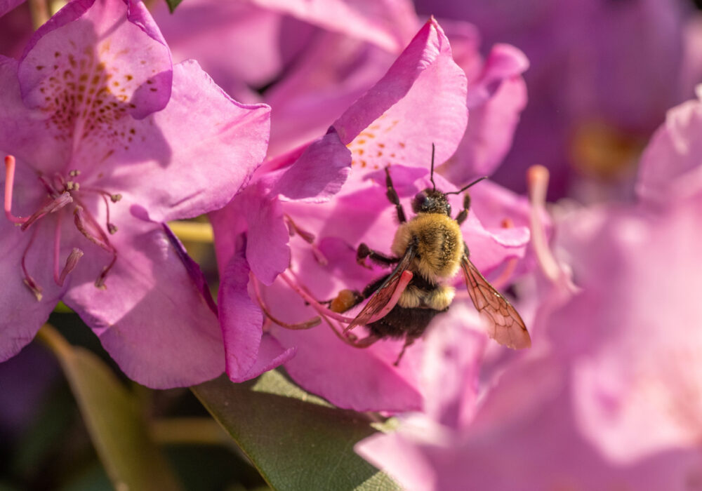L’apicoltura in Trentino e il miele di rododendro: un oro bianco d’alta quota