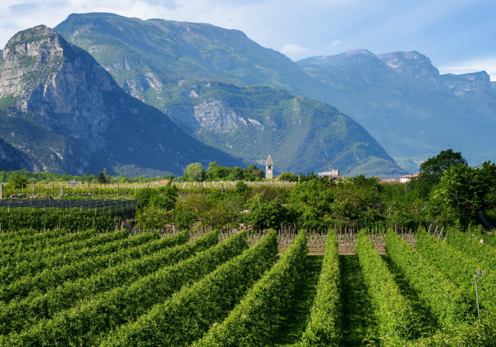 I vigneti delle Dolomiti: viaggio tra i vini  e i profumi del Trentino